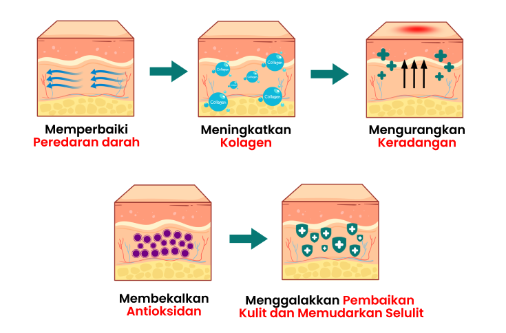 Proses-Selulit-Superoxide-Dismutase-B-Morosil-HQ